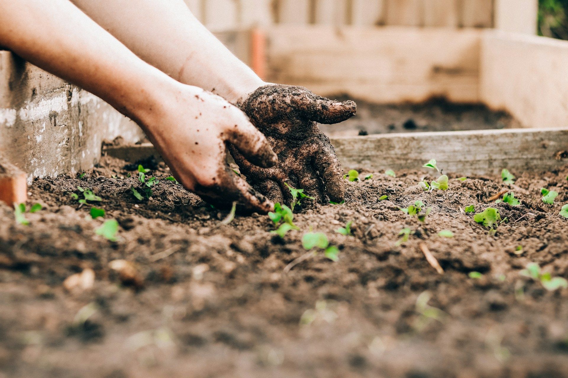 person holding brown dirt in a compost bin